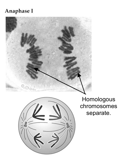 <ol><li><p>homologous chromosomes separate and move to opposite poles of the cell, centromeres first</p></li><li><p>this is due to the shortening of the spindle fibres</p></li><li><p>the cell elongates as non-kinetochore spindle fibres lengthen</p></li></ol><p></p>