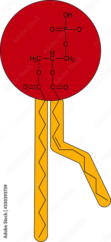 <p>phospholipid</p>