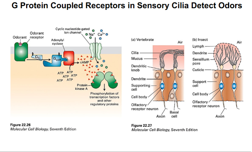 <p><span style="background-color: transparent;"><strong>Cilia as Environmental Sensors</strong></span></p>