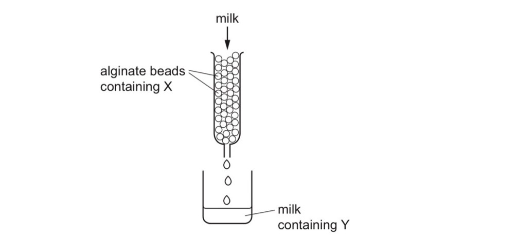 <p>The diagram shows some apparatus that was used to produce lactose free milk.</p><p></p><p>The alginate beads do not react with any of the substances. X is an enzyme that catylses a reaction involving one of the substances found in milk. </p><p></p><p>What is X and Y?</p>