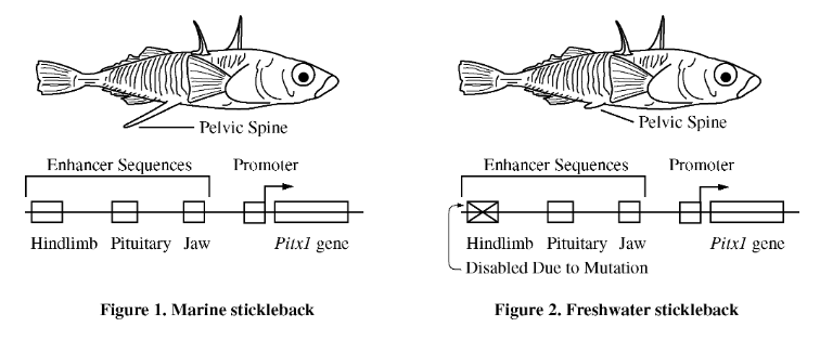 <p>The three-spined stickleback (Gasterosteus aculeatus) is a small fish found in both marine and freshwater environments. Marine stickleback populations consist mostly of individuals with pronounced pelvic spines, as shown in Figure 1. Individuals in freshwater stickleback populations, on the other hand, typically have reduced pelvic spines, as shown in Figure 2.</p><p><br>As represented in Figure 1 and Figure 2, the phenotypic difference between marine and freshwater sticklebacks involves Pitx1, a gene that influences the formation of the jaw, pituitary gland, and pelvic spine. Enhancer sequences upstream of the Pitx1 genetic locus regulate expression of the Pitx1 gene at the appropriate times and in the appropriate tissues during development. Previous studies have found that a mutation in the hindlimb enhancer interferes with the formation of a pronounced pelvic spine.</p><p>Which of the following best describes how sticklebacks in the same population with identical copies of the Pitx1 gene can still show phenotypic variation in the pelvic spine character?</p>