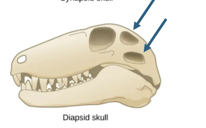 <p>DIAPSIDS</p>