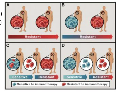 <ul><li><p>Small percentage respond, most have <strong>intrinsic resistance (A)</strong></p></li><li><p>Some initial responders develop <strong>acquired resistance (B–D)</strong></p></li><li><p>B: response turned off (e.g. checkpoint)</p></li><li><p>C: progression (selection for resistance)</p></li><li><p>D: progression – acquired resistance during immunotherapy</p></li></ul><p></p>