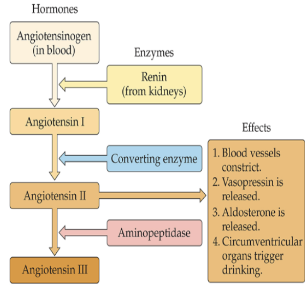 <p>ANP<br>Vasopressin<br>Adrenal Glands and Kidneys<br>Renin angiotensin system</p>
