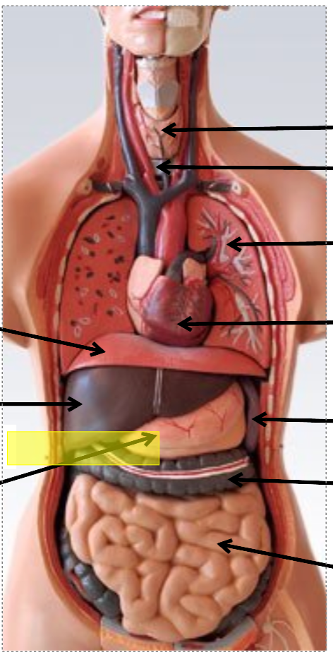 <p>identify the body cavity</p>