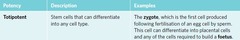 <p>When the cluster of cells is between 6-8 cells, as they are still totipotent.</p>