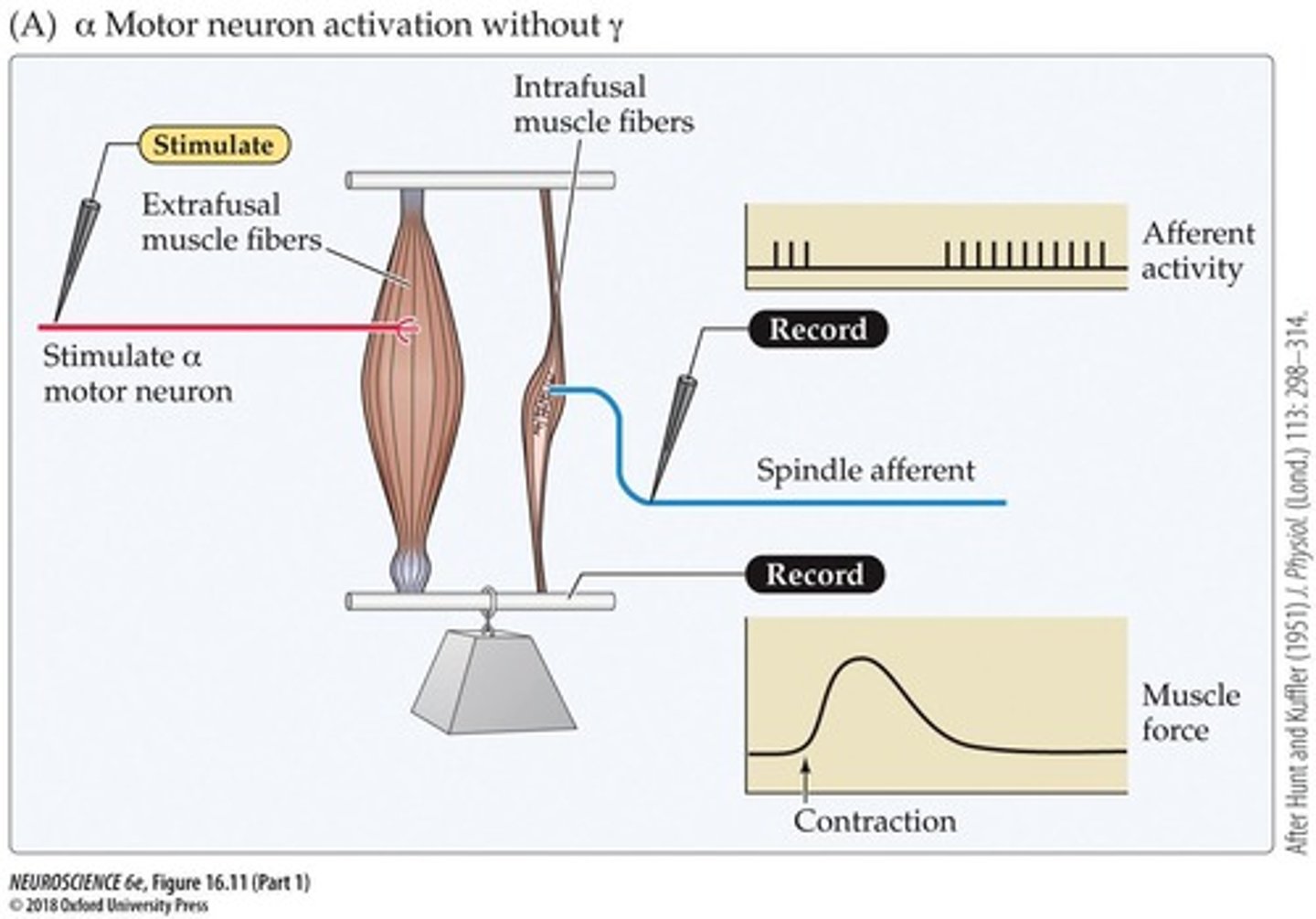 <p>Alpha motor neurons innervate extrafusal muscle fibers, controlling movement and posture.</p>