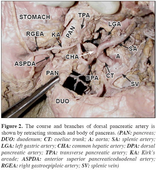 <p>courses from right to left in the lesser curvature of the stomach </p><p>smallest vessel , upper portion of the hepatic artery proper </p><ul><li><p>structure</p></li></ul><p></p>