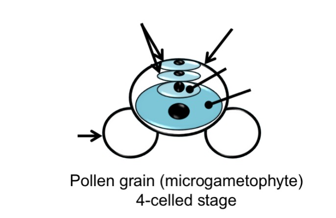 <p>Label the structures of a pollen grain / microgametophyte at the 4-celled stage.</p>