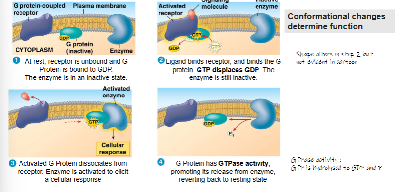 <ol><li><p>At rest, reeptor is unbound and G Protein is bound to GDP. The enzyme is in an inactive state</p></li><li><p>Ligand binds receptor, and binds the G protein. GTP displaces GDP. The enzyme is still inactive</p></li><li><p>Activated G Protein dissociates from receptor. Enzyme is activated to elicit a cellular response</p></li><li><p>G Protein has GTPase activity, promoting its release from enzyme, reverting back to resting state</p></li></ol><p></p>