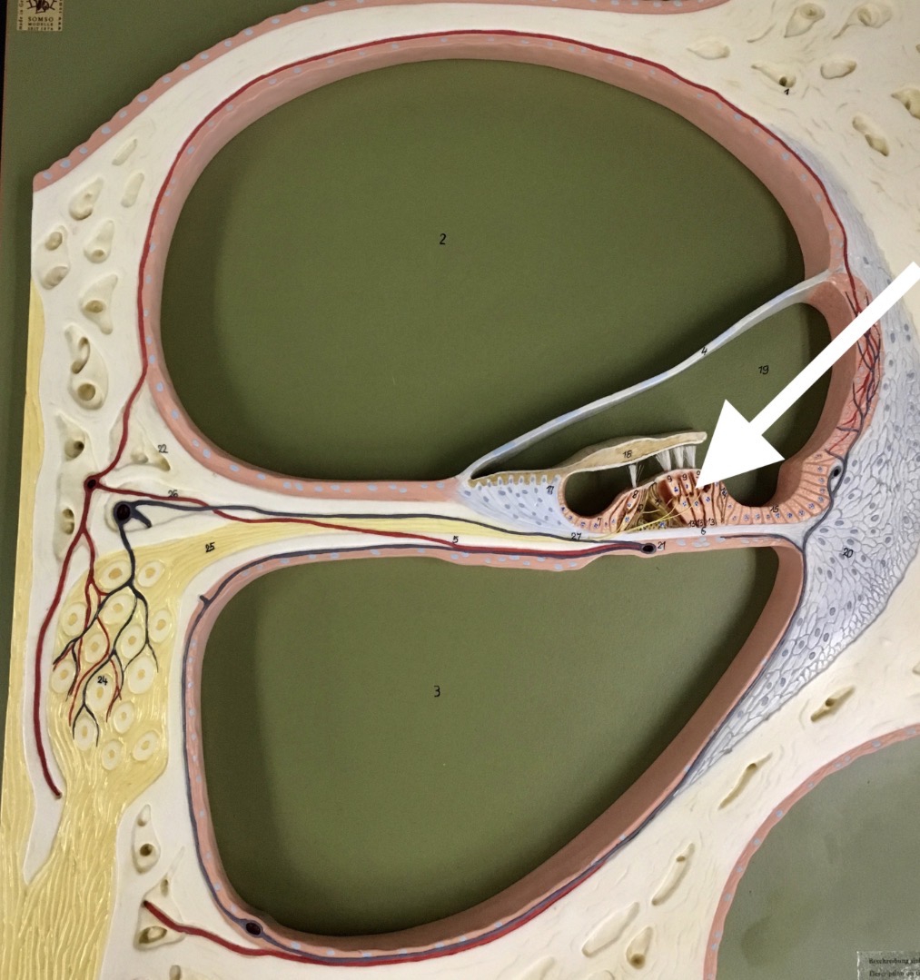 <p><span>name the specific PINK structure at the end of the arrow's point</span></p>