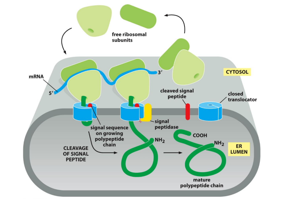 <p>Protease that recognizes N-terminus signal sequence </p><ul><li><p>Embedded in ER membrane &amp; associated w/ translocon complex</p></li></ul><p>Releases soluble proteins into lumen of ER</p><ul><li><p>Can be secreted or reside in ER, Golgi, lysosomes (w/ appropriate signals) </p></li><li><p>Signal ≠ removed → protein stuck in membrane held by signal sequence </p></li></ul><p></p>