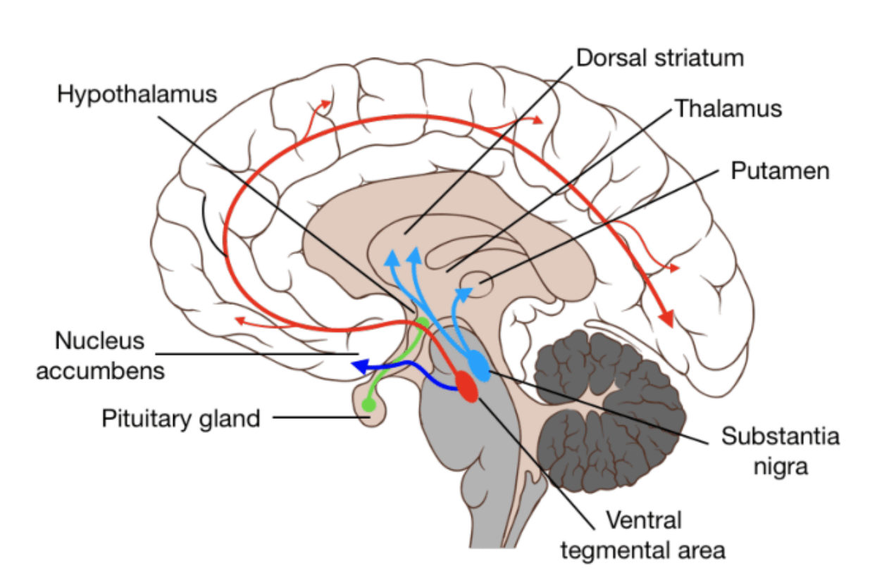 <p><strong>DA Pathways</strong></p>