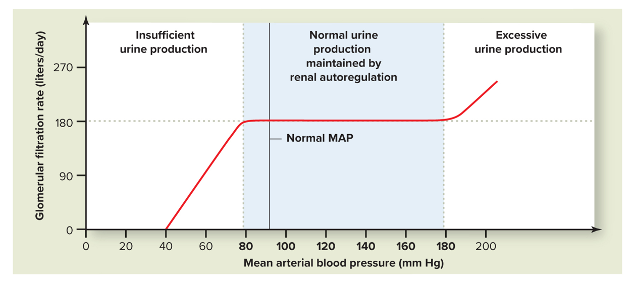 <p>Myogenic Mechanism</p>