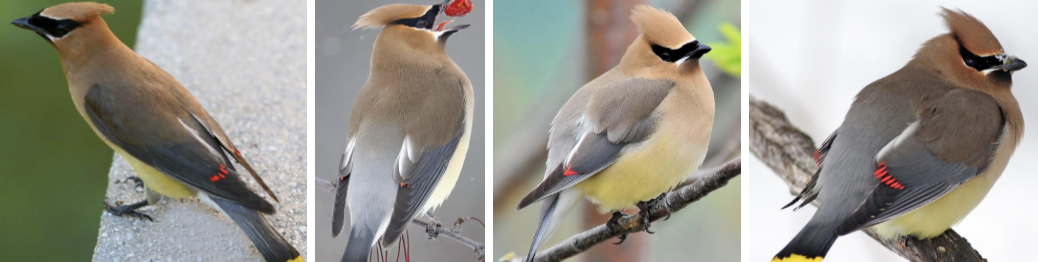 <ul><li><p><span style="background-color: transparent;"><strong>Habitat:</strong> deciduous, coniferous, and mixed woodlands, particularly areas along streams, also old fields, grassland, sagebrush, and desert washes, increasingly common in towns/suburbs, winter- near fruiting plants in open woods, parks, gardens, forest edges, and second-growth forests</span><span>&nbsp;</span></p></li><li><p><span style="background-color: transparent;"><strong>Diet:</strong> mainly fruits, summer- strawberry, mulberry, etc., winter- cedar berries, mistletoe, etc., summer- supplement protein-rich insects- mayflies, dragonflies, and stoneflies</span></p></li><li><p><span style="background-color: transparent;"><strong>Characteristics:</strong> medium sized, sleek, </span><span>crisp smooth colors</span><span style="background-color: transparent;">, pale brown head and chest fades to gray wings and pale yellow belly, black mask with some white outlining, red on wingtips, yellow tail tip, short neck, large head, short wide bill, crest often lays flat and droop over back of head, broad pointed wings, fairly short square-tipped tail</span></p></li></ul><p></p>