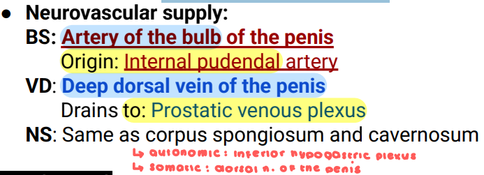 <p>Bulb of Penis</p><p>Side Question:</p><p>This is the proximal (expanded) part of <strong>corpus spongiosum</strong></p><p>Lies in the midline of the perineum</p><p>At the root of penis anterior to <strong>urogenital diaphragm</strong></p><p>Continues as the <strong>body/shaft of the penis</strong></p><p>Surrounded by <strong>bulbospongiosus muscle</strong></p><p>NVS?</p>