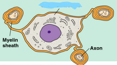 <p><span style="background-color: transparent;">Myelin-forming glial cells in the <u>central</u> nervous system</span></p>