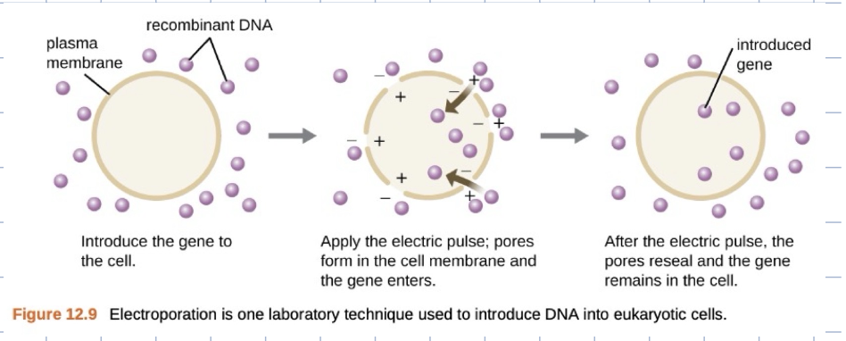 <p>basically use electric shock to shock the cell which causes pores to form and the gene enters</p><ul><li><p>sometimes dosent work well</p></li></ul><p></p>