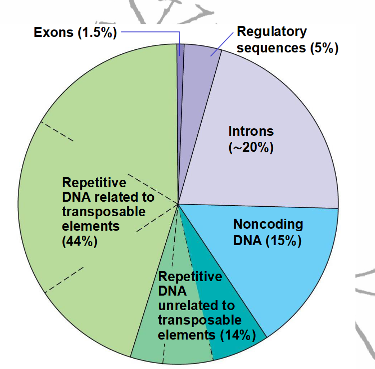 <ul><li><p>only tiny part codes for proteins - mostly non coding</p></li><li><p>1.5% - exons</p></li><li><p>repetitive DNA (‘junk’ DNA) makes up huge part </p></li></ul><p></p>