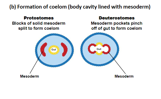 <p>Mesoderm, one solid and D= pinches </p>