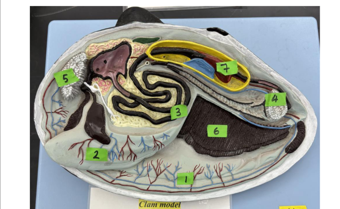 <p>what is 4 and 5</p>