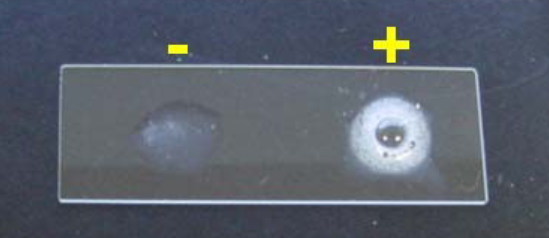 <p>bubbles when reagent added</p>