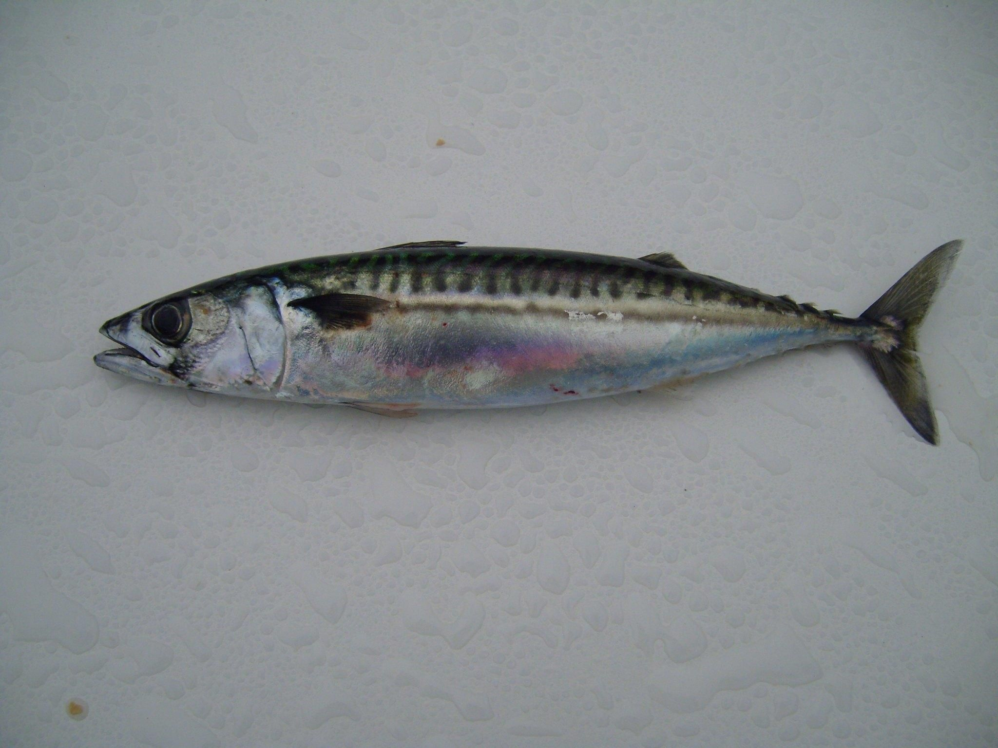 <ul><li><p><span style="background-color: transparent;"><strong><em><u>Squiggle stripe; even spacing </u></em></strong> mackerel pattern</span></p></li></ul><ul><li><p><span style="background-color: transparent;"><strong><em><u>Spots across entire belly pattern</u></em></strong></span></p></li><li><p><span style="background-color: transparent;">Yellowly tipped fins when alive; fluorescent eyeball </span></p></li><li><p><span style="background-color: transparent;">MUCH larger eyeball </span></p></li></ul><p></p><ul><li><p><strong>General:</strong> Small, fast schooling fish with a streamlined body and strong wavy stripes on the back, yellow tone</p></li><li><p><strong>Size:</strong> Avg. adult <strong>30–40 cm (12–16 in; 1.0–1.3 ft)</strong>, <strong>0.5–1.5 kg (1.1–3.3 lb)</strong>;</p><ul><li><p>large adults commonly reach (16–20 in; 1.3–1.6 ft) and (3.3–5.5 lb).</p></li></ul></li><li><p><strong>Key IDs:</strong></p><ul><li><p><strong>Strong dark wavy vertical lines on dorsal/back only</strong>.</p></li><li><p><strong>NO spots on belly or lower sides</strong> (KEY distinction from chub mackerel).</p></li><li><p>Metallic blue-green dorsally, silver ventrally.</p></li><li><p>Strongly forked caudal tail.</p></li><li><p>Two dorsal fins: <strong>first spiny, second followed by finlets.</strong></p></li></ul></li><li><p><strong>Memory cue:</strong> <strong>Pronounced wavy back only, clean belly</strong></p></li></ul><p></p>
