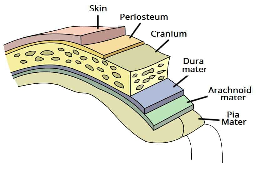 <p>The _______ are three protective membranes that envelop and support the brain and spinal cord.</p>