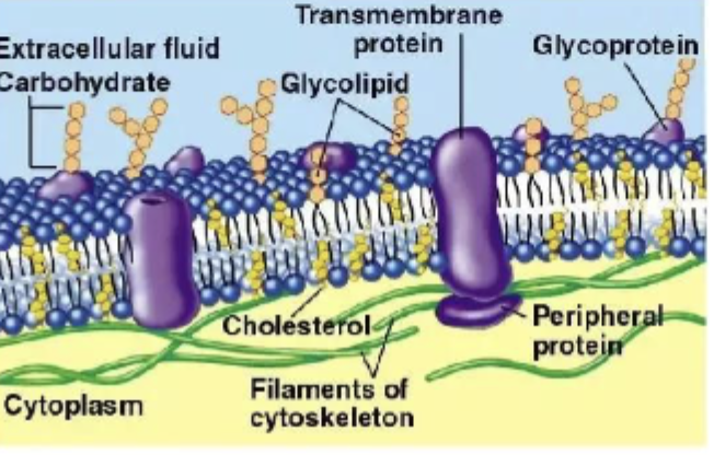 <p>mosaic refers to the phospholipids, proteins, carbohydrate chains, cholesterol in the lipid bilayer </p>