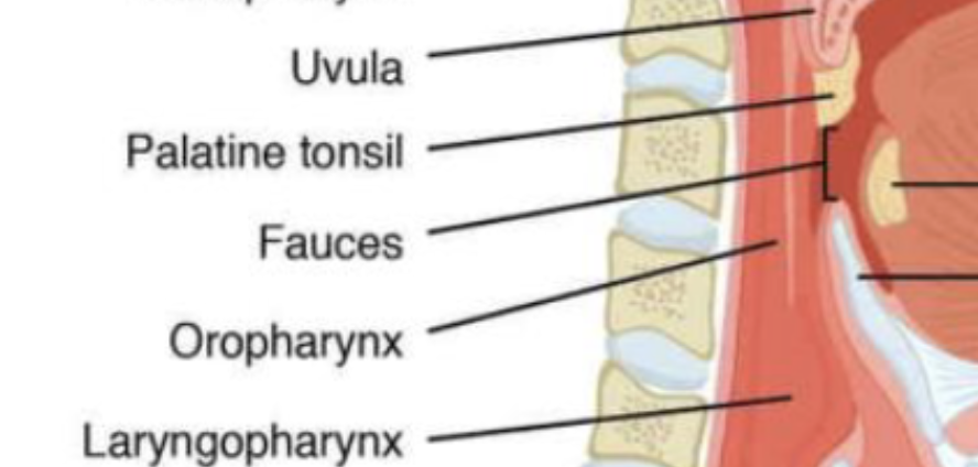 <p><span>the immune system’s first line of defense against ingested or inhaled foreign pathogens, trapping bacteria and viruses entering through the mouth and nose</span></p>