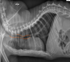 <p>Here's that last "enlarged and undulating aorta" image with an outline</p><p>Cool?</p>