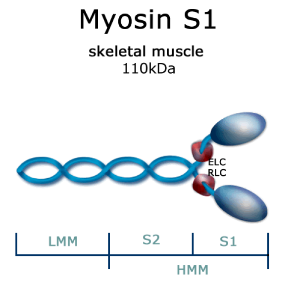 <p>Myosin structure</p>