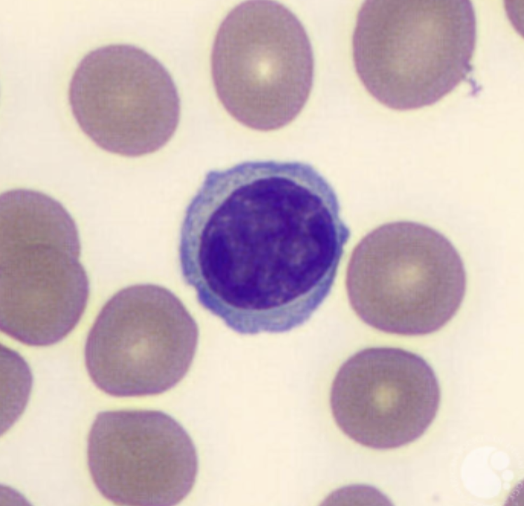 <p>What cell is this?</p>