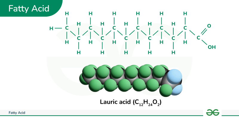 <p>Fatty Acid </p>