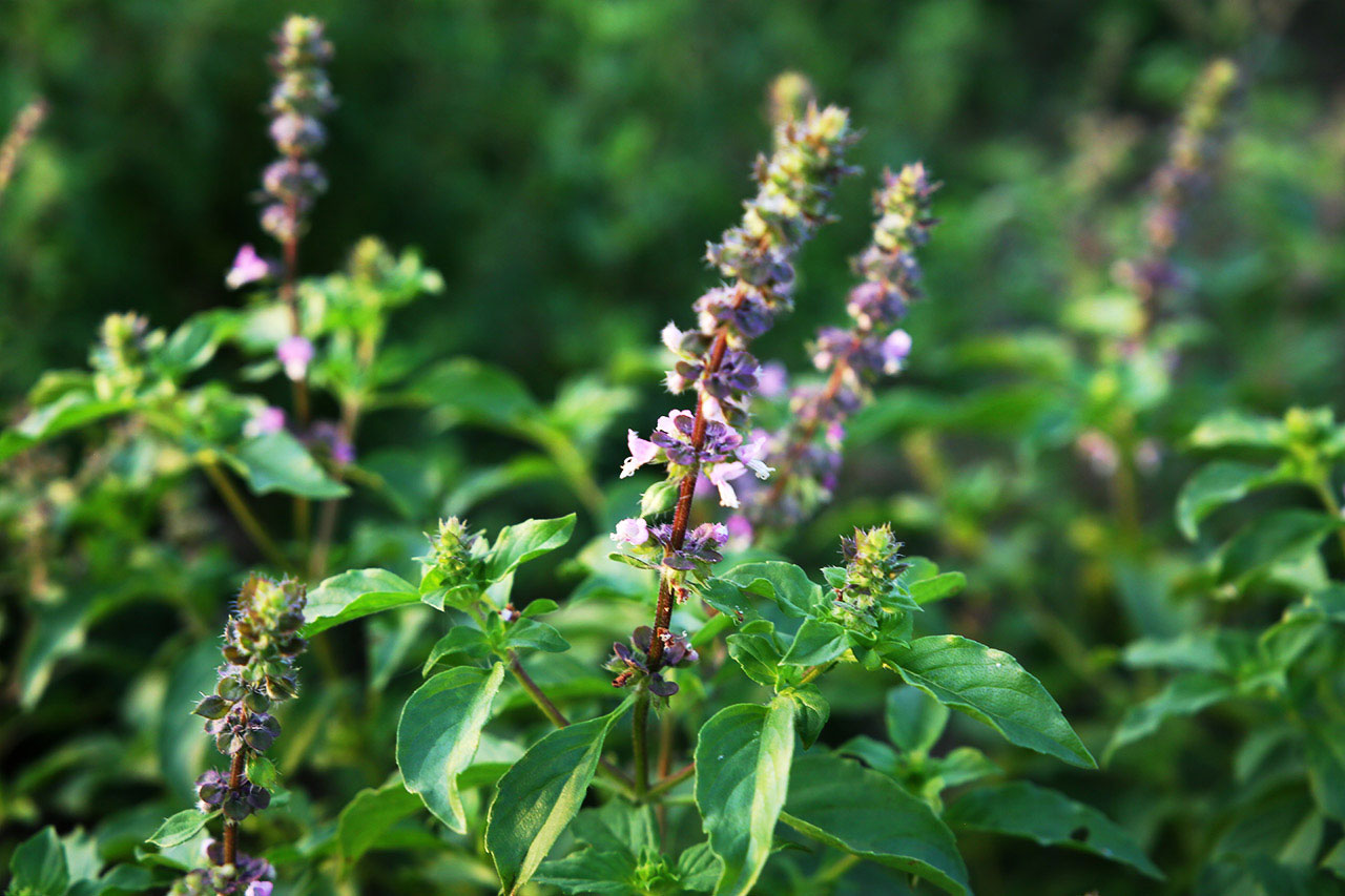 <p><strong>Common name</strong>: Sulasi, Holy Basil</p><p><strong>Part used</strong>: Leaves</p><p><strong>Uses</strong>: <strong>Adaptogen</strong> (for stress relief)</p><p><strong>Constituents</strong>: <strong>Eugenol (monoterpene; essential oil)</strong>, linoleic acid</p>