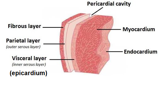<ul><li><p>has two layers</p><ul><li><p><strong>parietal layer</strong>: the outer layer</p></li><li><p><strong>visceral layer/epicardium: </strong>inner layer, adheres to the surface of the heart</p></li></ul></li><li><p><strong>pericardial space/cavity</strong>: exists between the parietal and visceral layers</p><ul><li><p>contains <strong>pericardial fluid</strong></p></li></ul></li></ul><p></p>