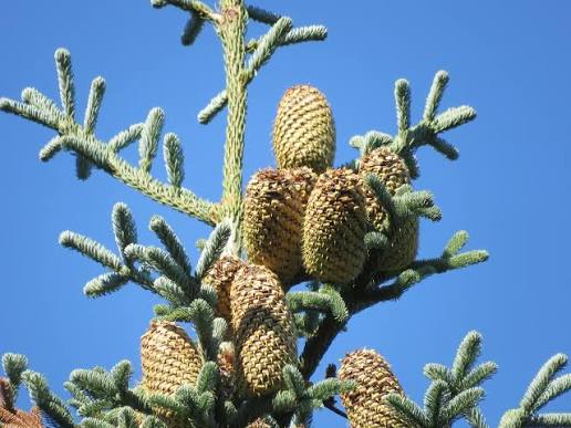<p>Abies procera </p>