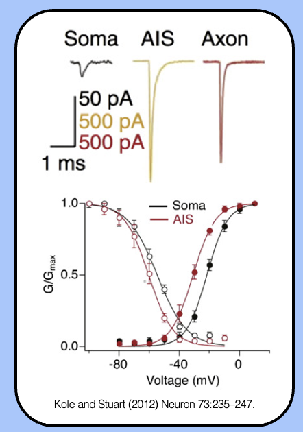<p><span style="font-family: "Helvetica Light";">- the G-V curve of AIS sodium channels is left-shifted, which means that they’ll open in response to a smaller depolarization.</span></p><p style="text-align: center;"></p><p style="text-align: center;"><span style="font-family: "Helvetica Light";">&nbsp;- the high density of channels combined with their enhanced biophysical properties makes the AIS the most excitable region of the neuron.&nbsp;&nbsp;</span></p>