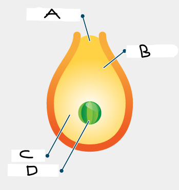 <p>Which component of the Gymnosperm is represented by position B?</p>