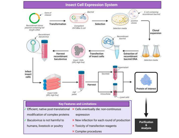 <p><strong>insect: </strong>Efficient, native post-translational modification of complex proteins, baculovirus is not harmful to humans, livestock, or poultry</p><ul><li><p>cells eventually die —> non-continuous expression</p></li><li><p>new infection for each new round of production</p></li><li><p>toxicity of transfection agents</p></li><li><p>complex procedures</p></li></ul><p></p>