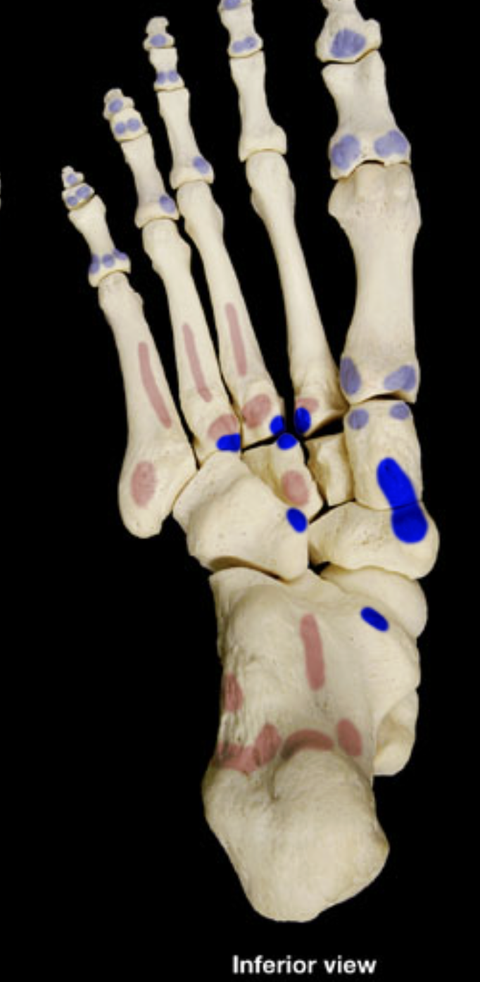 <p>navicular</p><p>cuboid</p><p>cuneiforms</p><p>2nd-4th metatarsals</p><p>calcaneus</p>