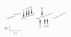 <p>Typical eye movements made while reading</p><p>what is S?</p>