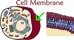 <p>Covering that surrounds the cell and controls what enters/exits the cell.</p>