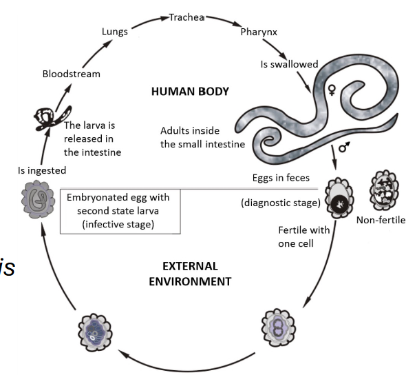 <p>• Ingest infective eggs from contaminated soil. </p><p>• Larvae hatch in the intestine → migrate to the lungs → ascend the throat to be swallowed again</p><p>• Once back in the small intestine, they mature into adult worms → reproduce and pass new eggs</p><p>in the feces, starting the cycle again. </p><p>• The entire process from ingestion to the shedding of new eggs takes two to three months</p><p></p>