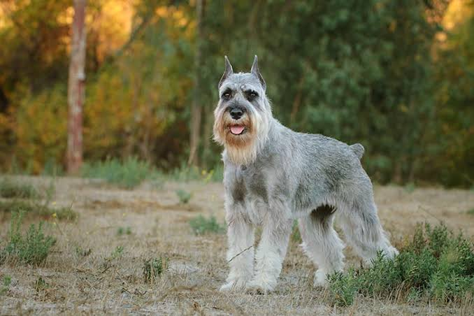 <p>Standard Schnauzer</p>