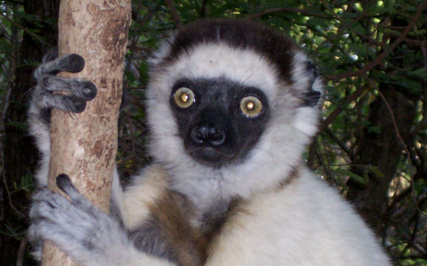 <p>A reflective layer behind the retina in some primates that enhances night vision.</p>