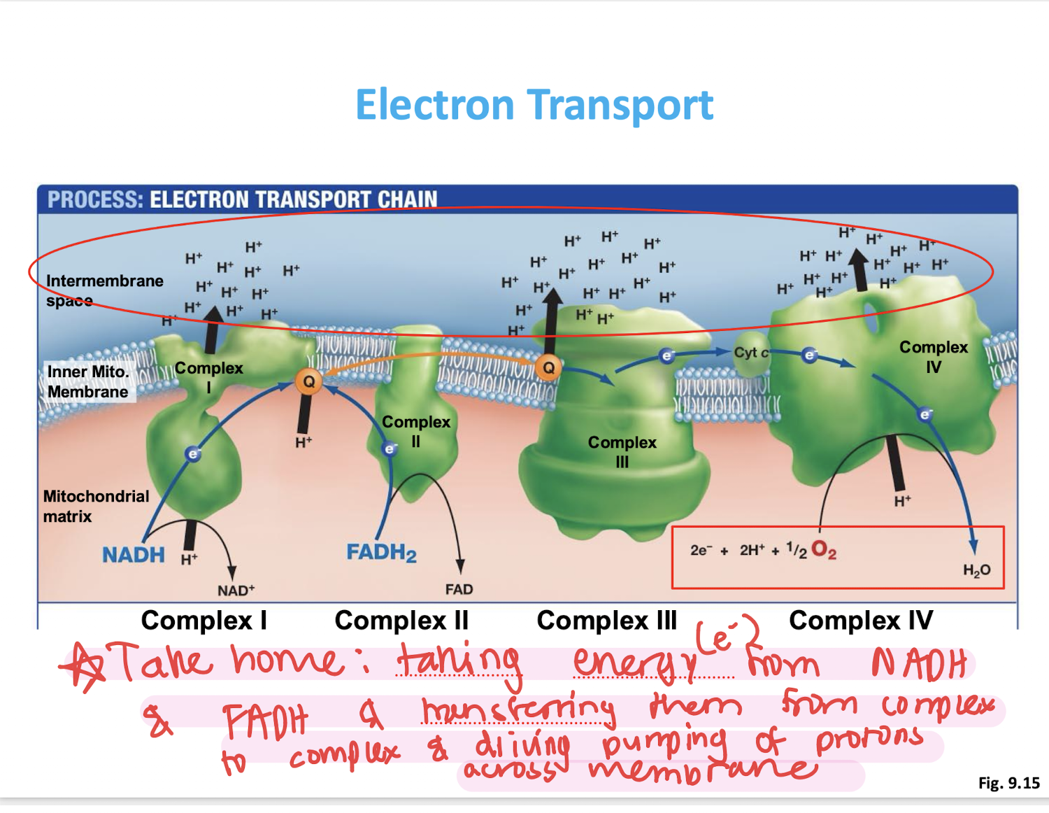 <p>taking electrons (energy) from NADH &amp; FADH2 &amp; transferring electrons from complex to complex, activating proton pumping, creating a GRADIENT  </p>