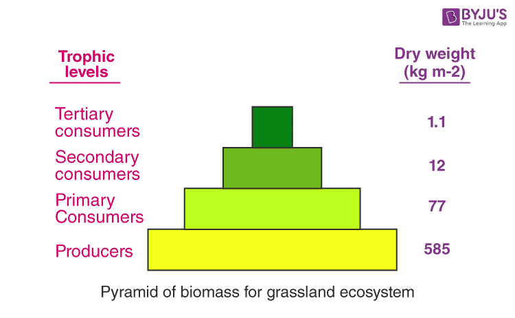 <p>shows the total mass of a population </p><p>1) better because makes it seem like the oak tree has more energy (which is true) </p>