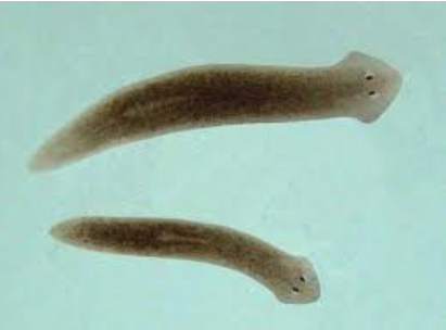 <p>“flat”<br>Flat worms :)<br>Live in marine, freshwater, damp terrestrial habitats</p>