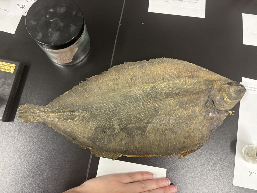 <p>What is this (phylum, subphylum, superclass, class, common name)?</p>